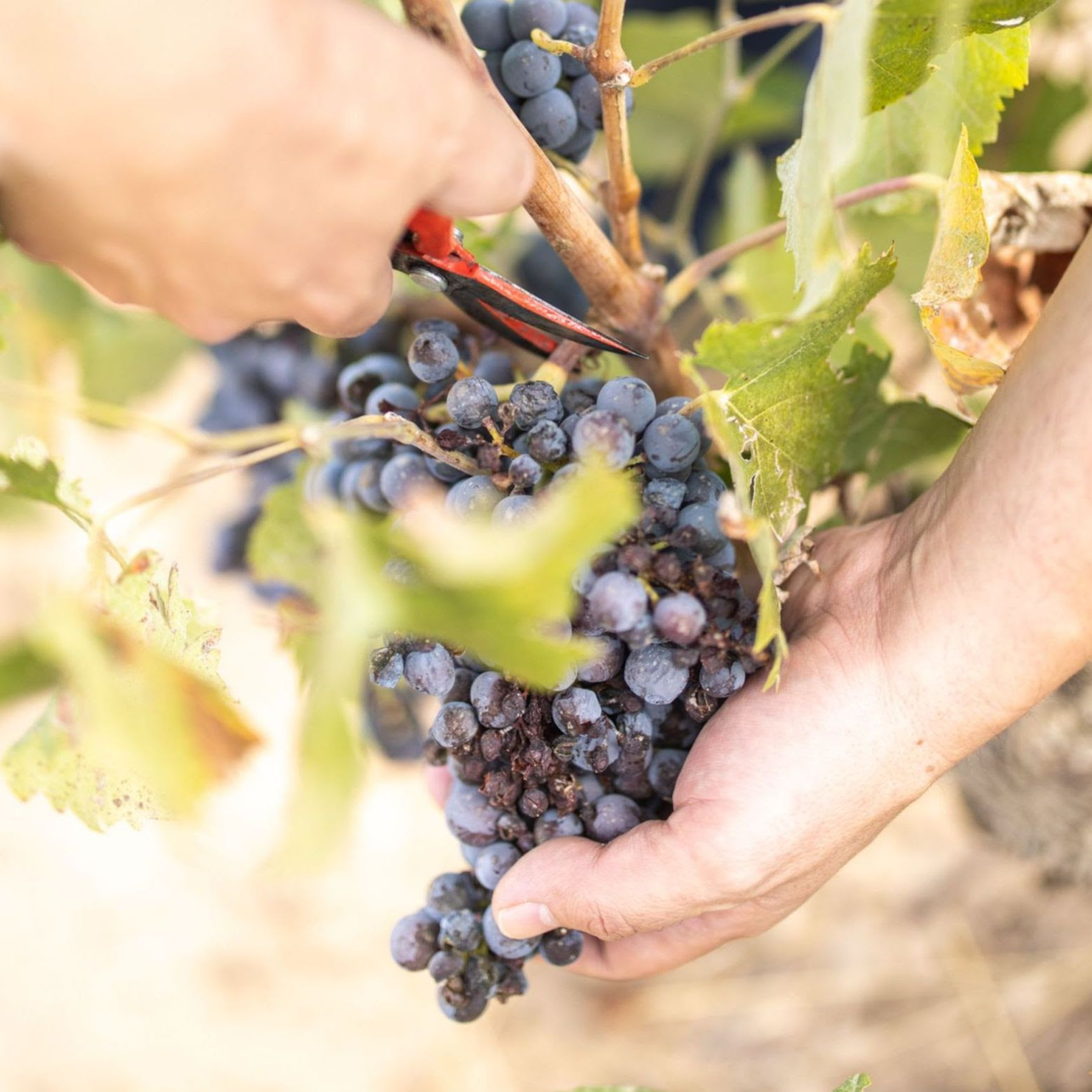 cereales, viñedo, DO Alicante