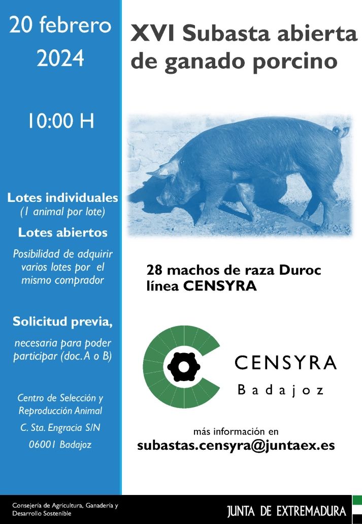 porcino