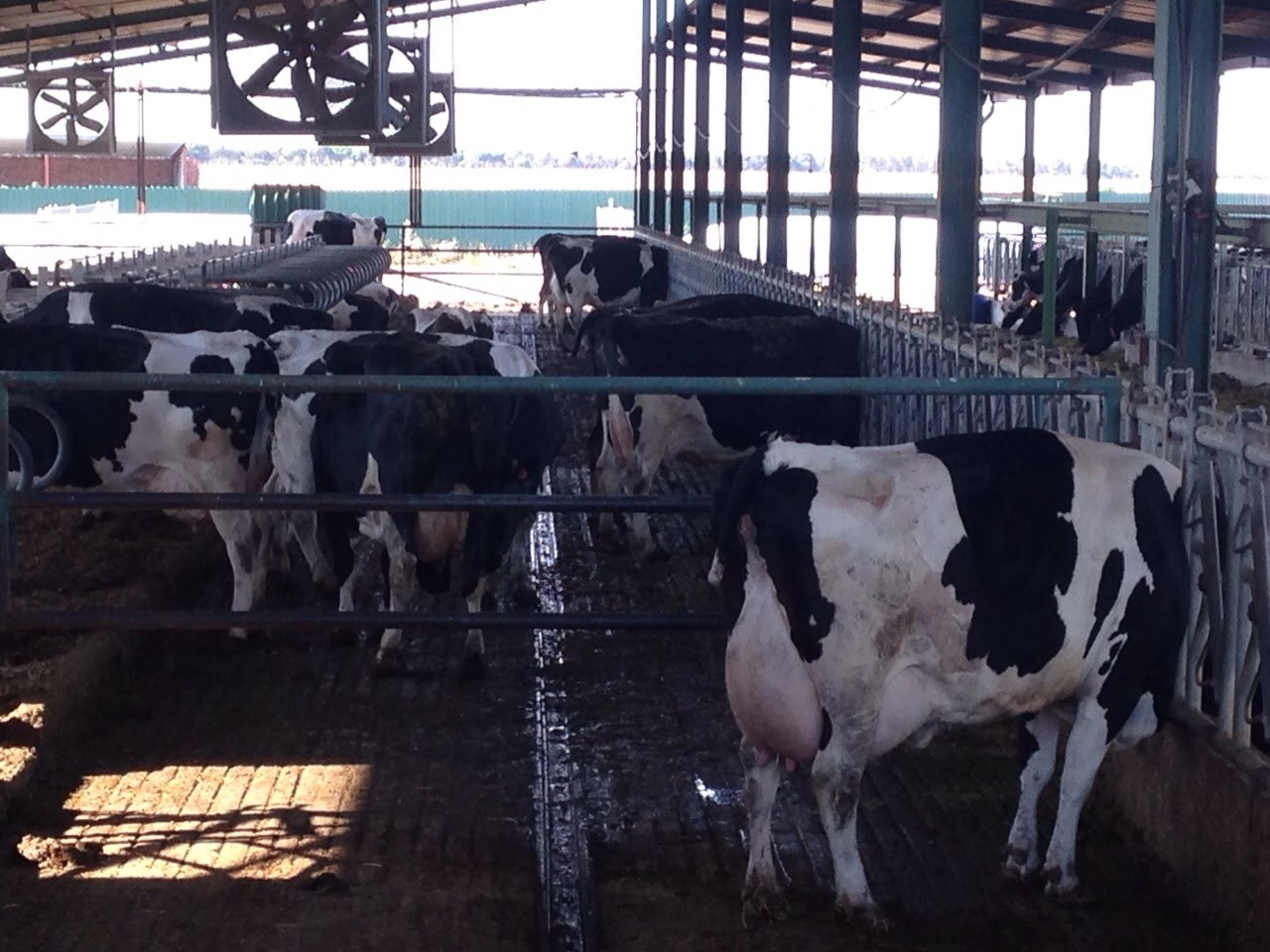 “Tenemos que avanzar en el bienestar animal pero buscando el equilibrio de la rentabilidad en la granja” Pol Llonch Obiols, veterinario, avanzar