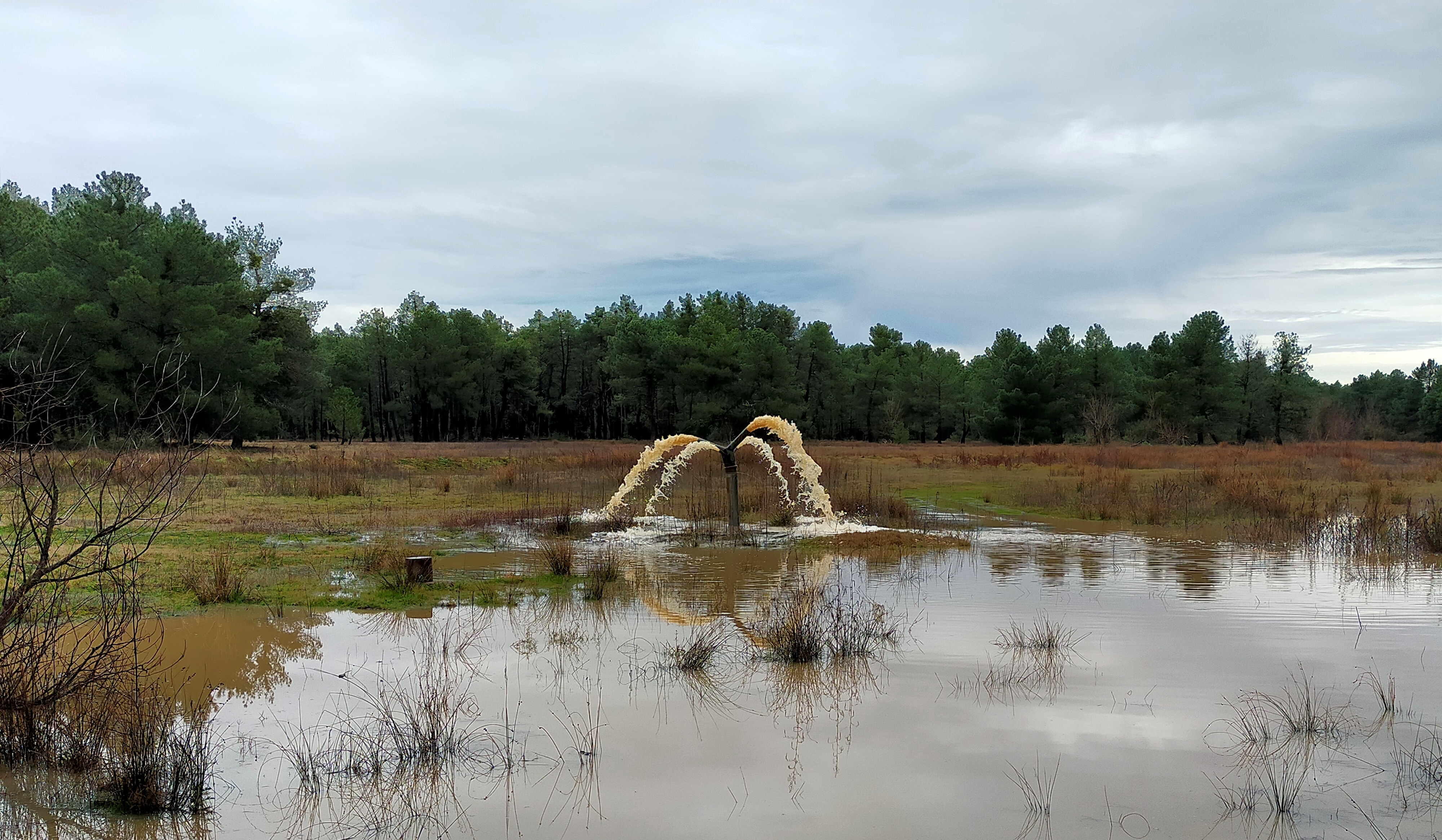 ferduero, carracillo
