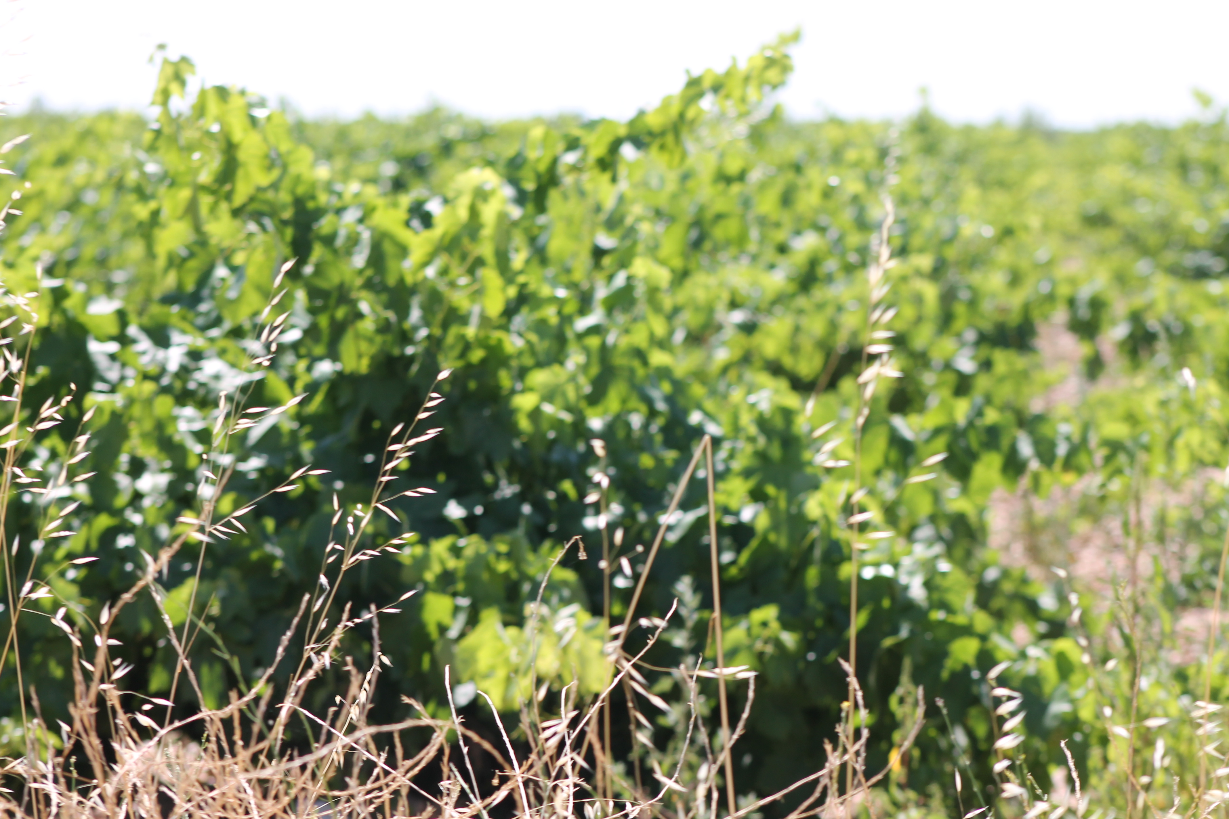 ayudas, vino, viñedo