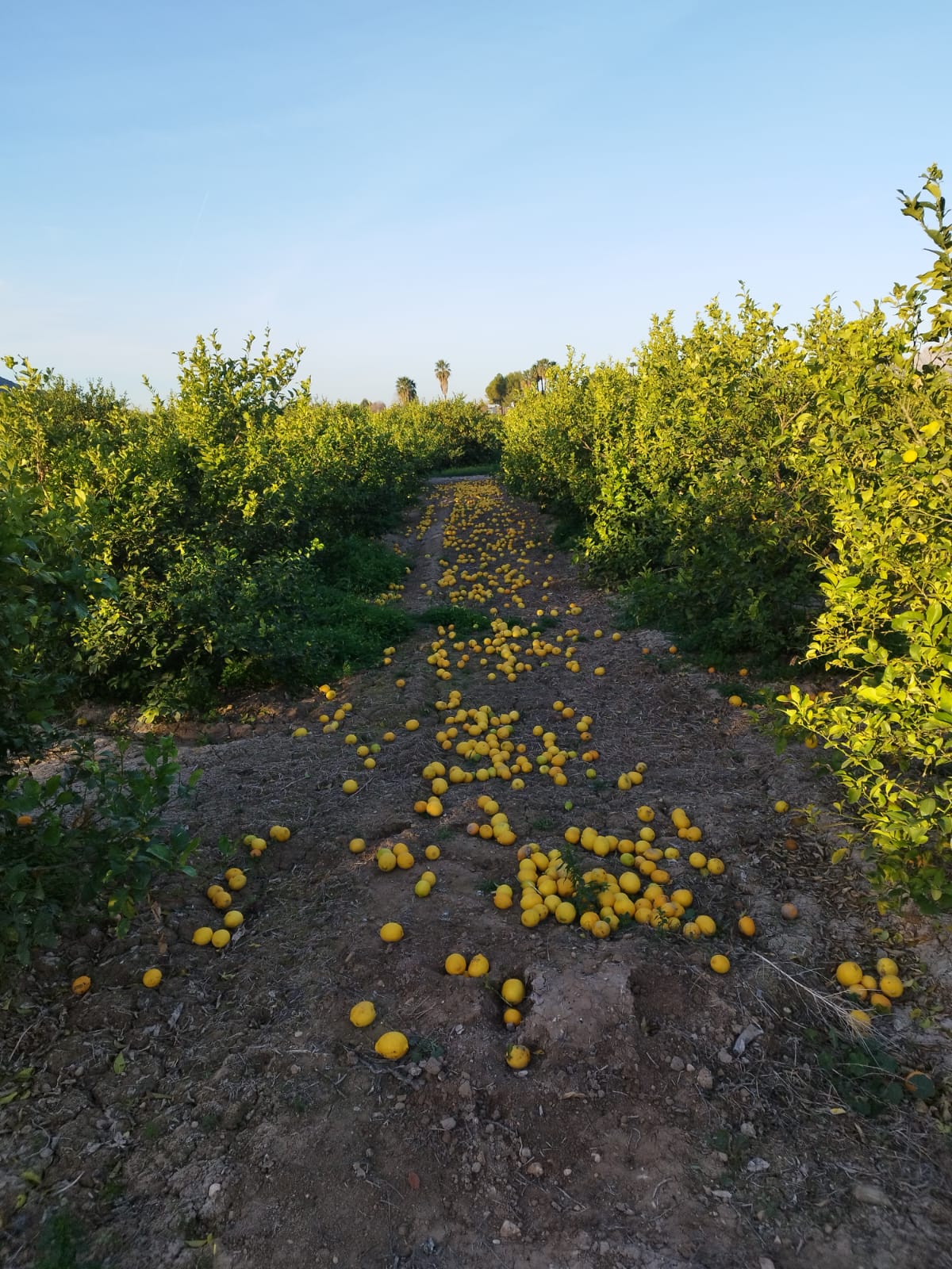 limón