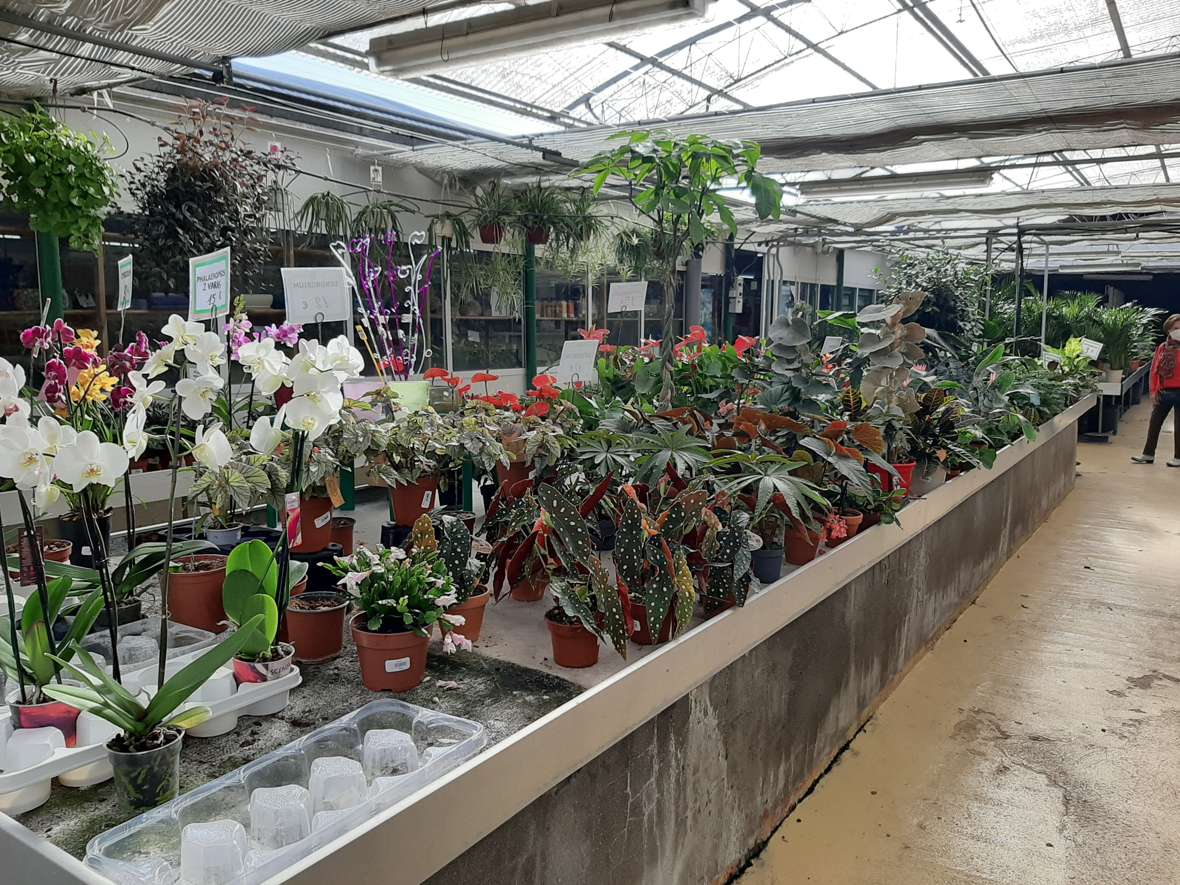 flor, vivero, comercio