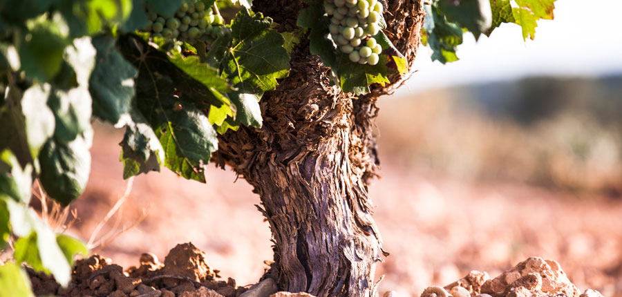 vino