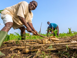 agricultura, agricultores