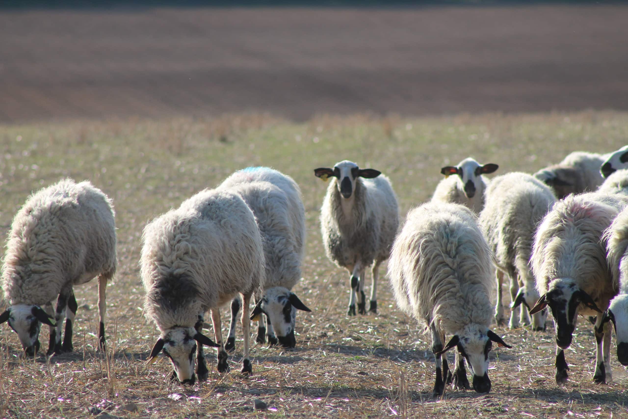 Repunta significativo de 0,2 euros del lechazo en La Lonja de referencia de Castilla y León hasta los 6,85 €