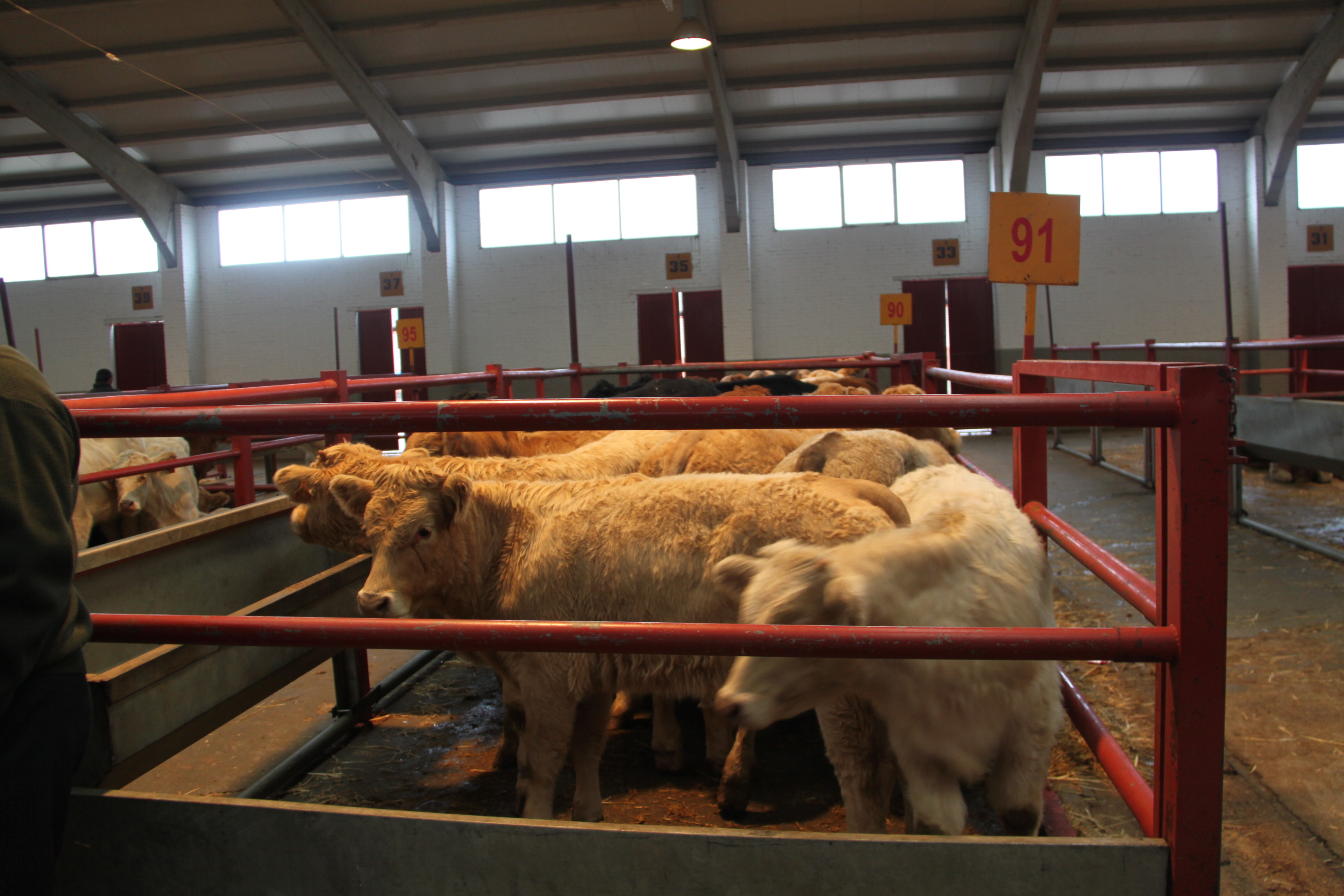 vacuno, carne, china, cereales