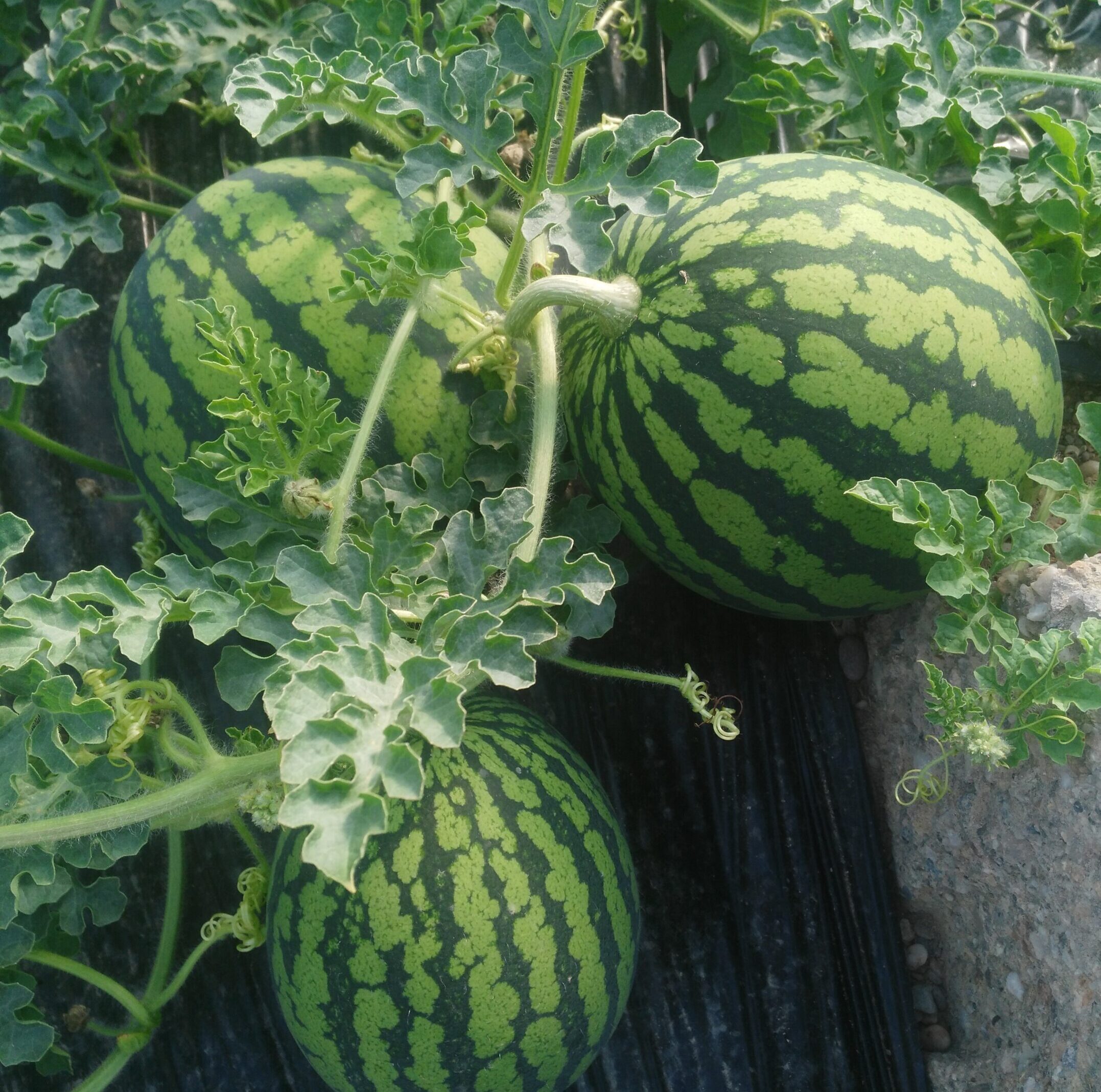 Melón y sandía