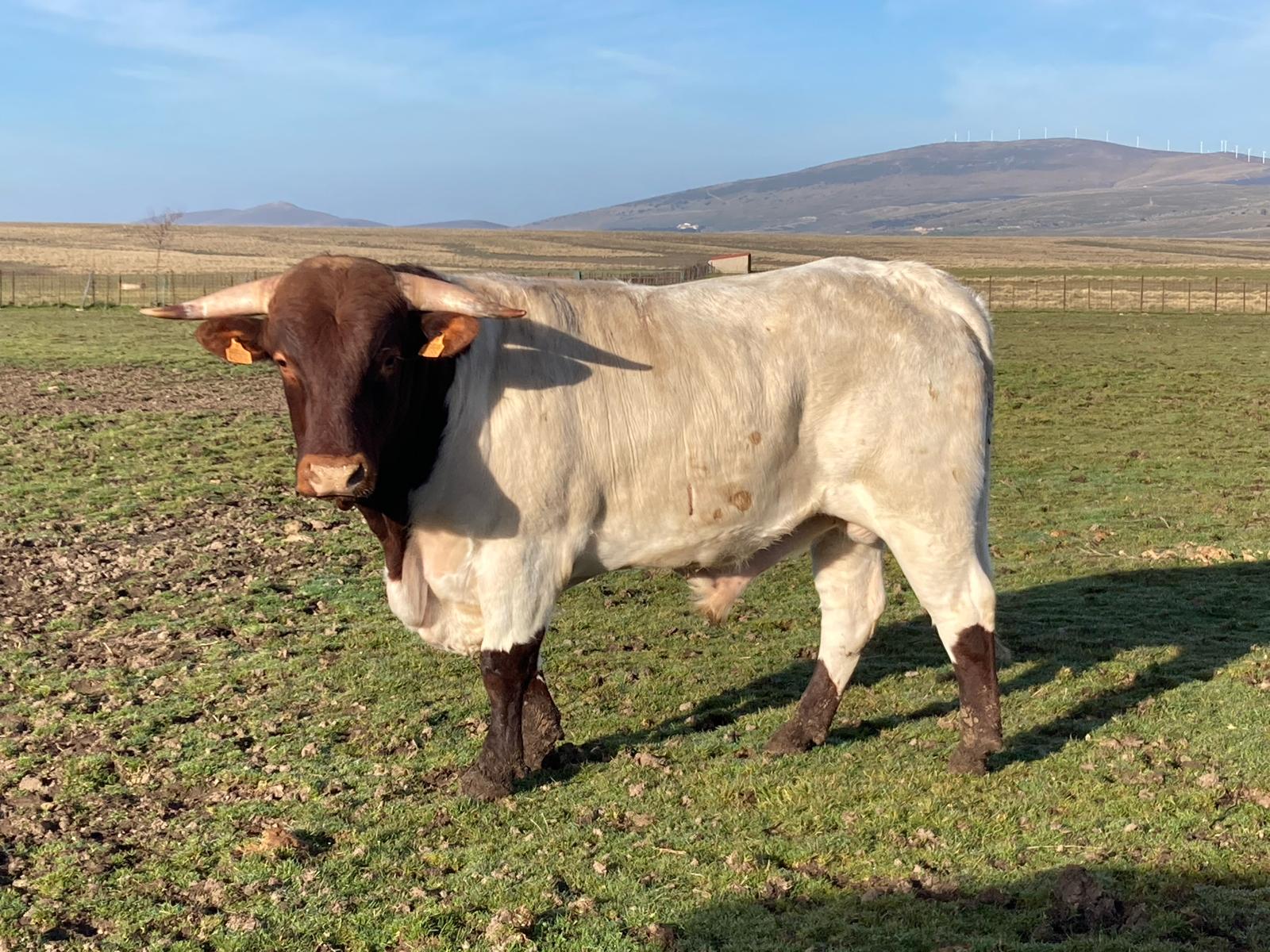 sementales, berrenda, colorado