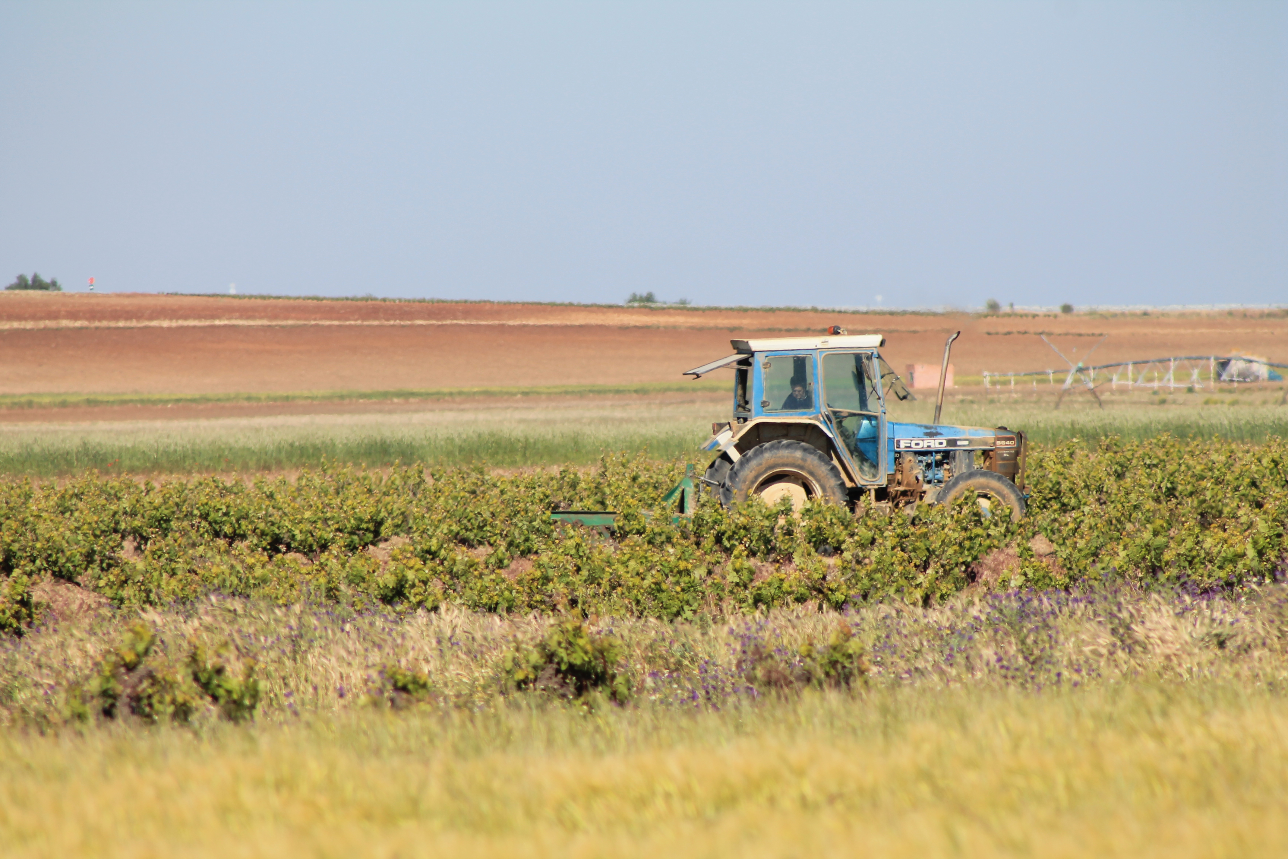 viñedo, pac, unión