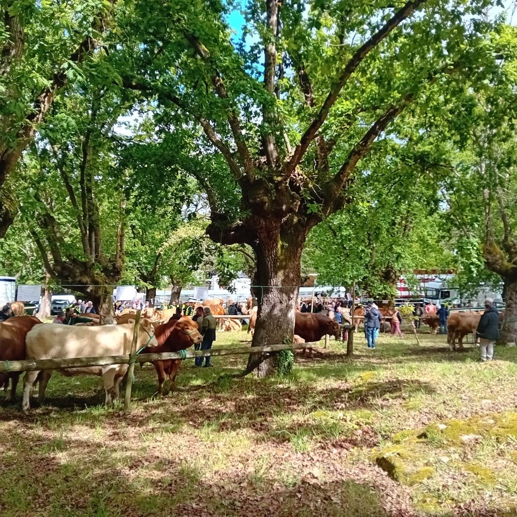 rubia, gallega, subasta