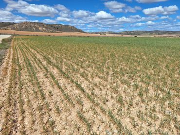 sequía, aragón