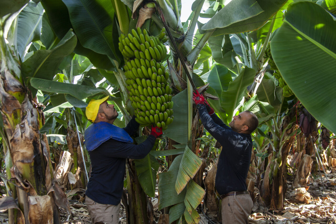 plátano, canarias