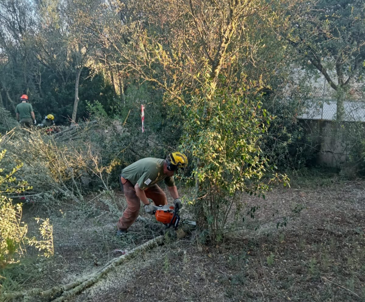 baleares, xylella