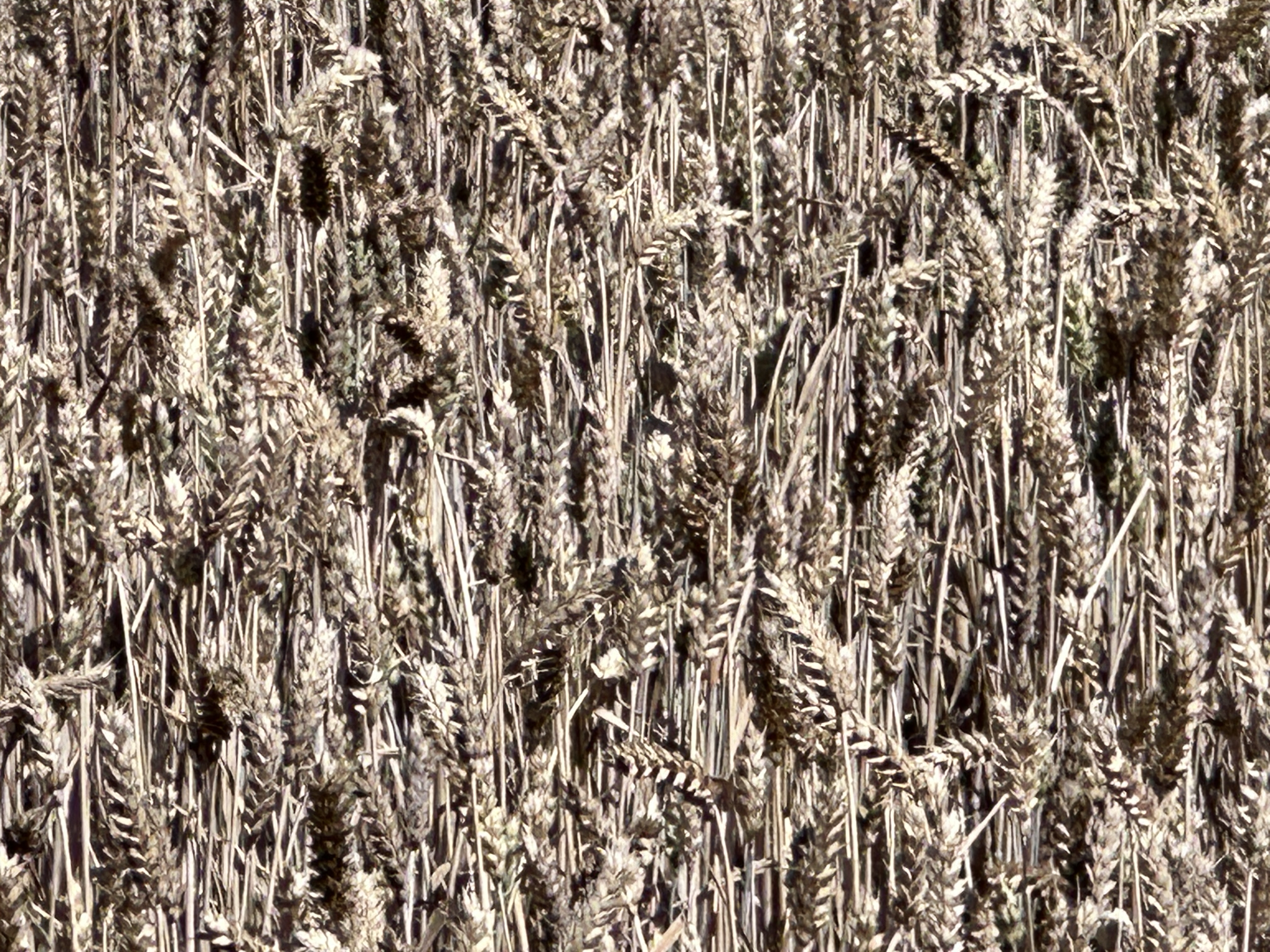 El trigo cae, en Chicago, al precio más bajo en 10 semanas