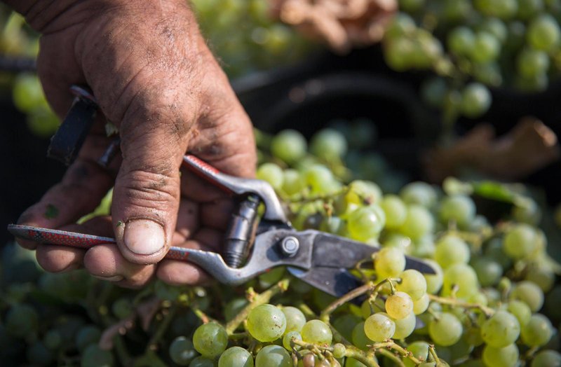 Cooperativas Agro-alimentarias de España Prevén una Vendimia de 37 Millones de Hectolitros en 2024