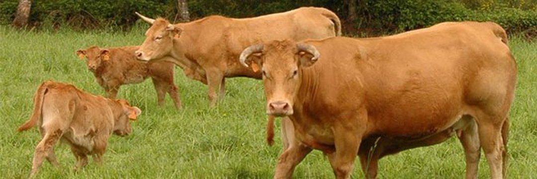 rubia gallega