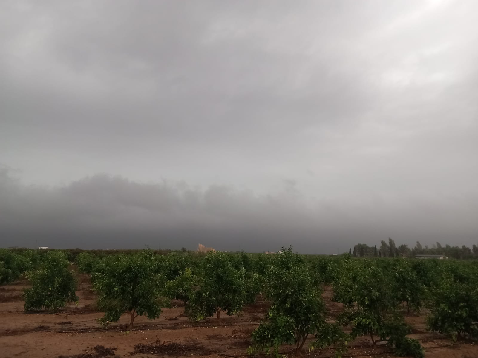 Impacto de la DANA en la Agricultura Valenciana: Desafíos y Oportunidades