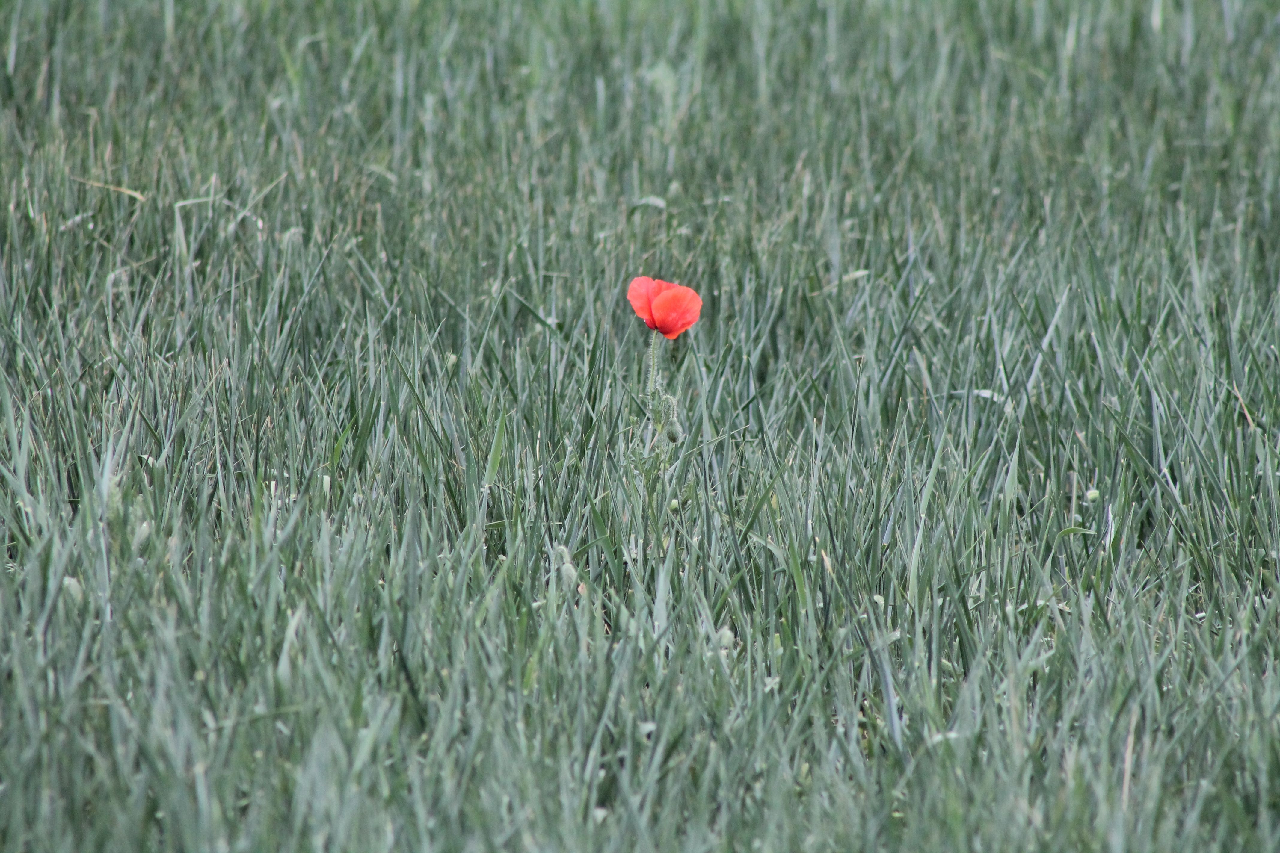 Baja 1 € trigo y cebada en Lerma