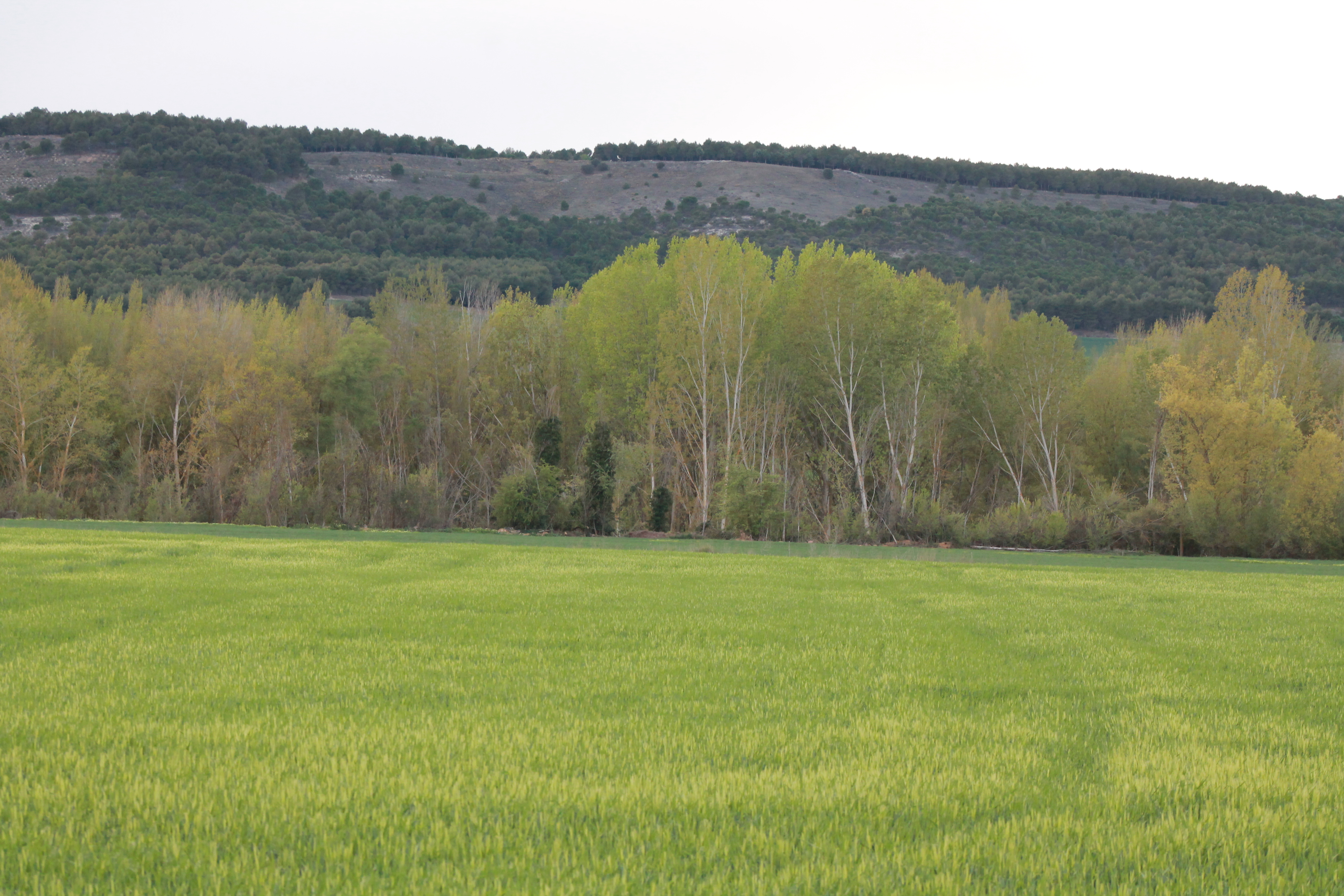 La Junta destina 2,8 millones de euros a la infraestructura rural de la localidad salmantina de Masueco para dar servicio a 1.826 hectáreas