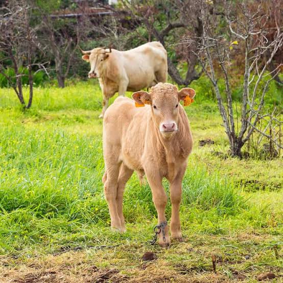 5º Concurso Nacional de Criadores de Ganado Vacuno de Raza Palmera