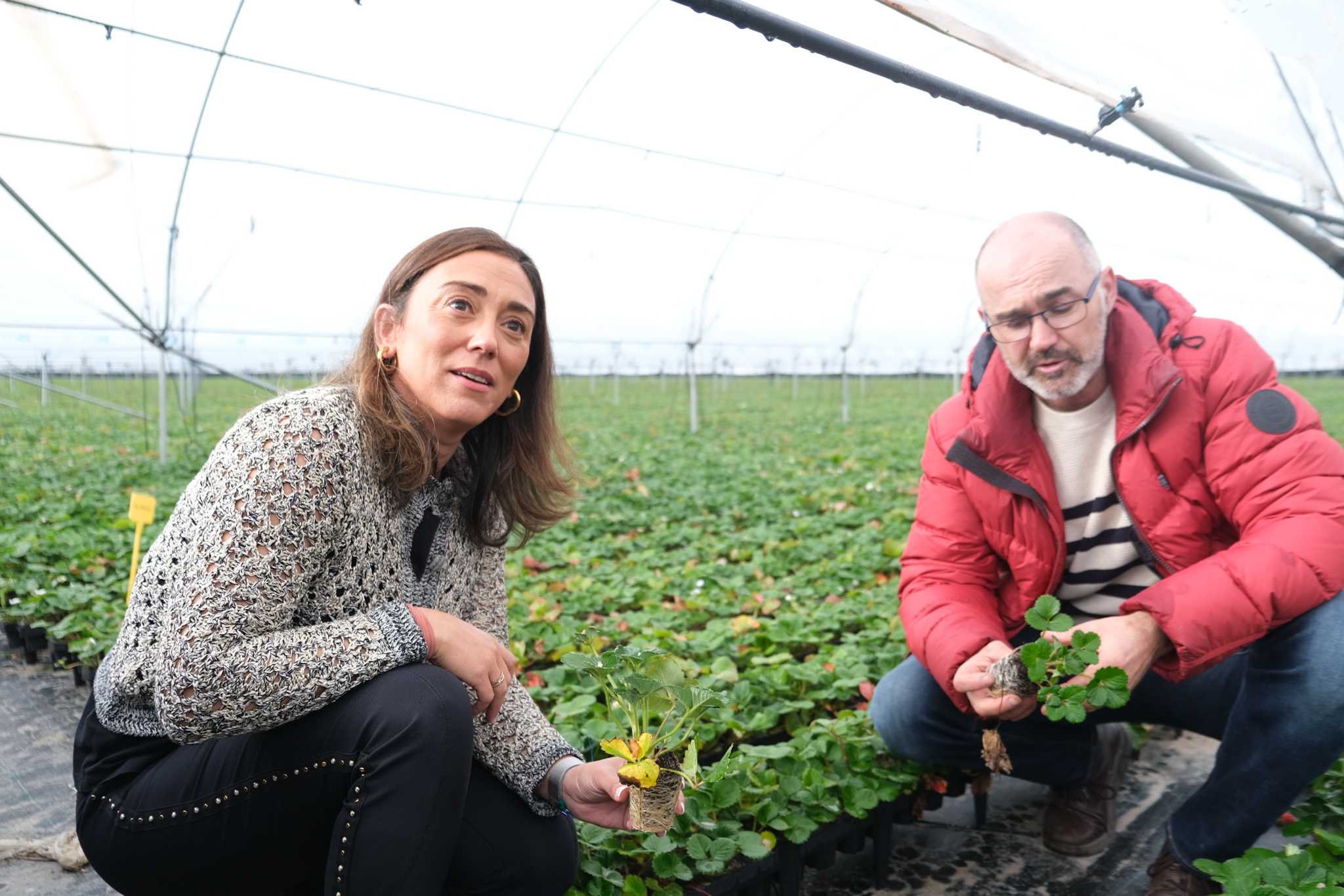 Castilla y León lidera el cultivo de planta de fresa en Europa con más de 1.500 has y expande su alcance a nivel mundial