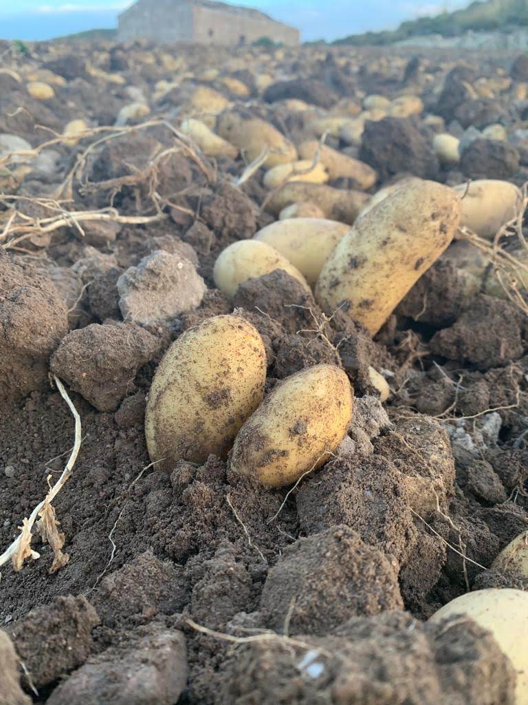 Patata: la producción en Francia, durante 2024, vive un intenso crecimiento del 12,2%