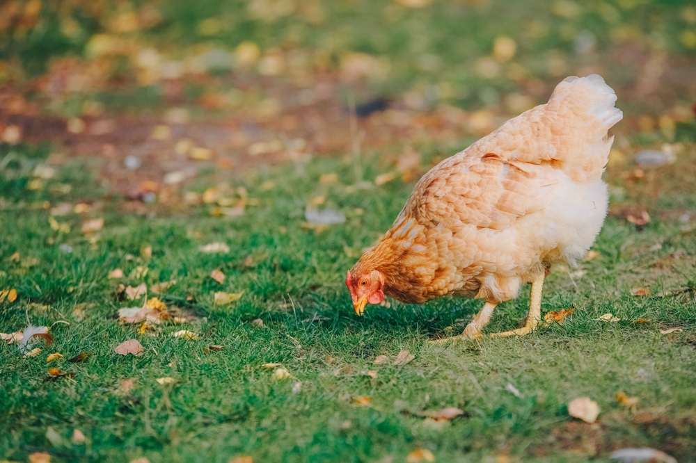 Las concentraciones de aves en estas zonas deberán celebrarse en construcciones cubiertas y cerradas que impidan cualquier contacto entre las aves de corral y las aves silvestres. Además, se han establecido estrictos requisitos para garantizar la seguridad sanitaria de los eventos y minimizar el riesgo de propagación del virus. asturias